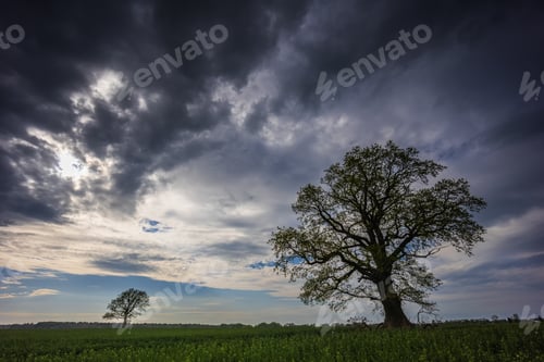Preview: Spring oak tree in green meadow and blue sky