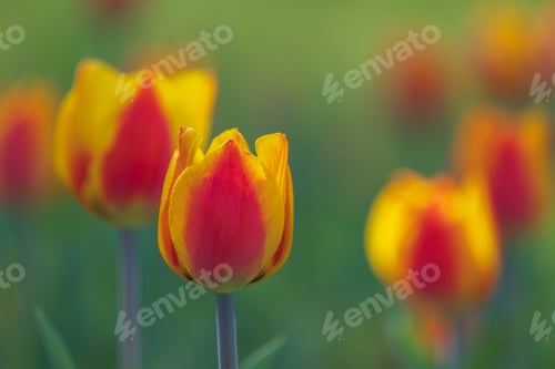 Preview: Bicolored red and yellow tulips in sunny day fully open with green background close up