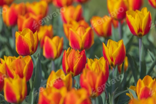 Preview: Bicolored red and yellow tulips in sunny day fully open with green background close up