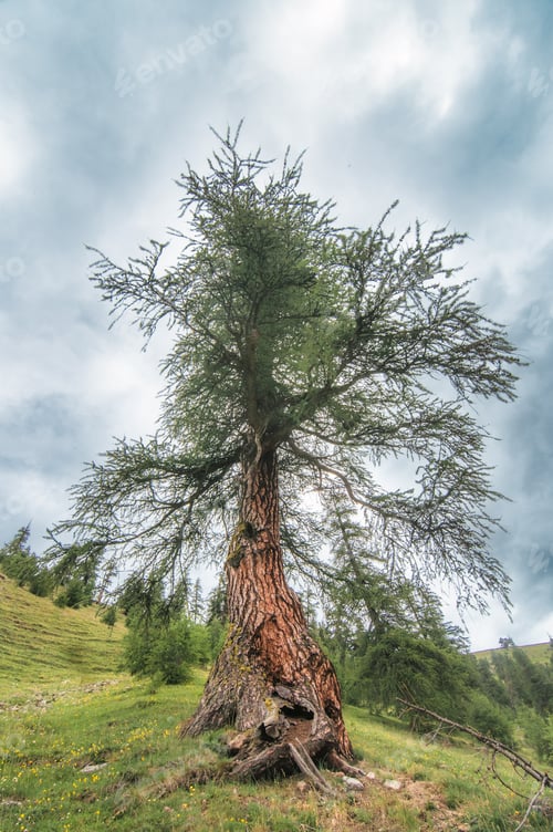 Preview: Ancient Tree Reaching Toward Stormy Sky