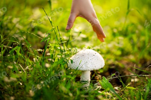 Preview: Poisonous white mushroom in the forest with hand interaction. Dangerous nature discovery concept for