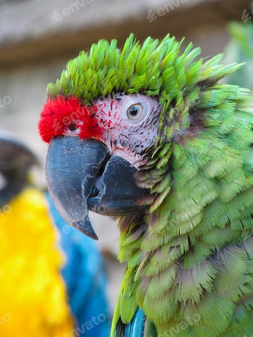 Preview: A large beautiful colorful cockatoo parrot is sitting on a branch in Colombia.