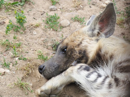 Preview: Close Up View of a Striped Hyena Resting on Ground