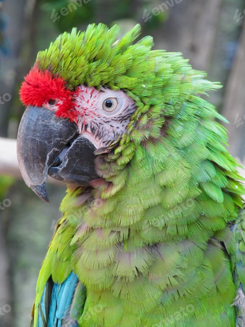 Preview: A large beautiful colorful cockatoo parrot is sitting on a branch in Colombia.