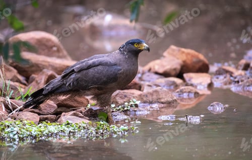 Preview: Crested Serpent Eagle
