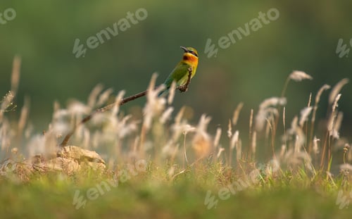 Preview: Blue tailed bee eater bird