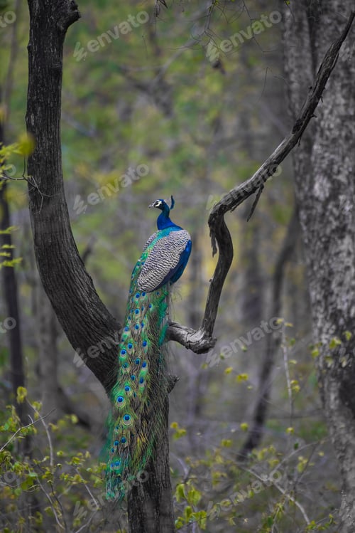 Majestic Peacock Perched on a Tree Branch in a Forest