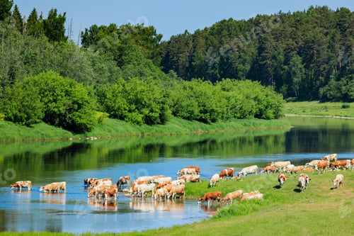 Preview: Cows Drinking Water by the Stream Under Clear Blue Sky in Summer Landscape