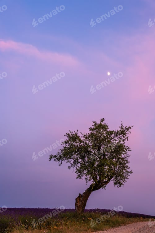 Preview: Solitary tree under pastel twilight sky in Provence, France