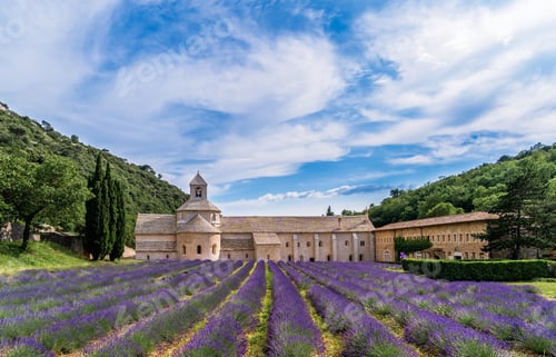 Preview: Lavender field at Senanque Abbey in provence, France under dramatic blue sky