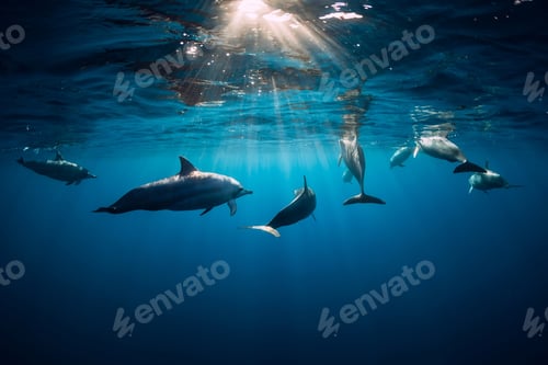 Preview: Dolphins swimming underwater in ocean at Mauritius