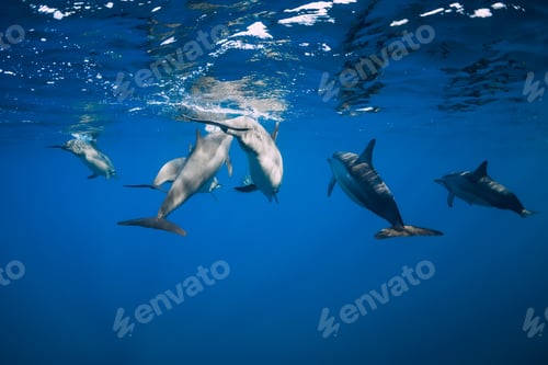 Preview: Dolphins underwater in blue tropical ocean.