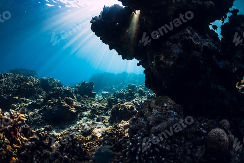 Preview: Tranquil underwater scene with copy space. Tropical transparent sea with corals and rocks