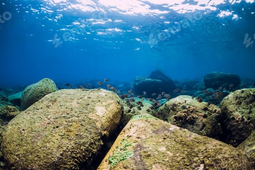 Preview: Underwater scene with stones and fish.