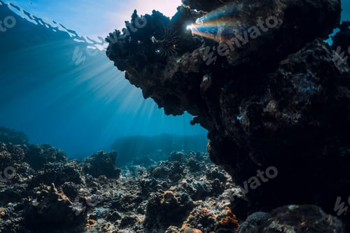 Preview: Underwater scene with corals, fish and sun rays. Tropical sea
