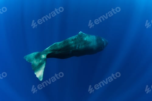Preview: Sperm whales underwater in blue deep ocean in Mauritius.