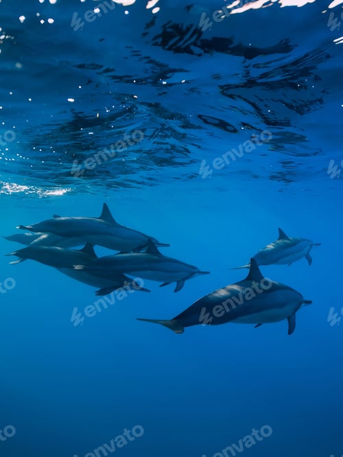 Preview: Family of Spinner dolphins in tropical ocean with sunlight. Dolphins in underwater