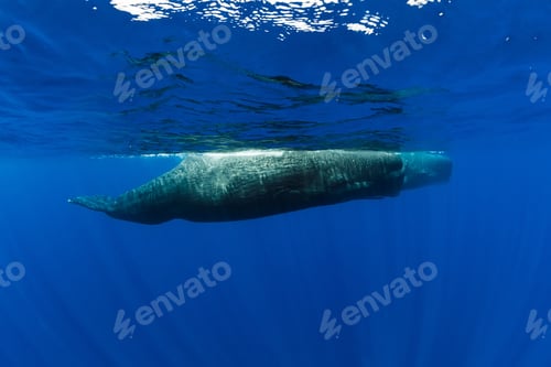 Preview: Sperm whales in blue ocean at Mauritius.