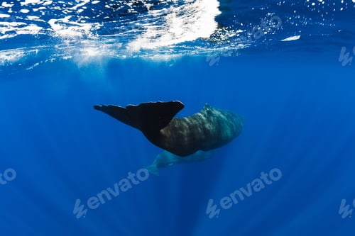 Preview: Sperm whales swim in blue ocean, Mauritius. Tails of whale