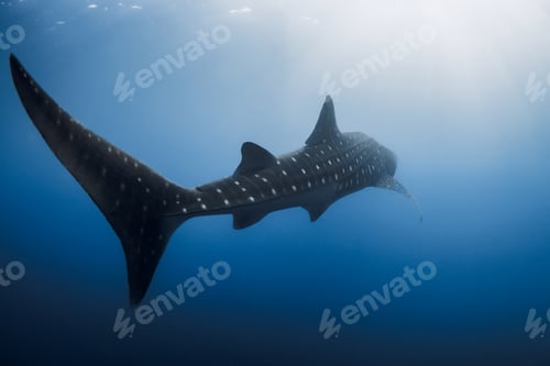 Preview: Whale shark from behind in clear blue sea, shark tail underwater