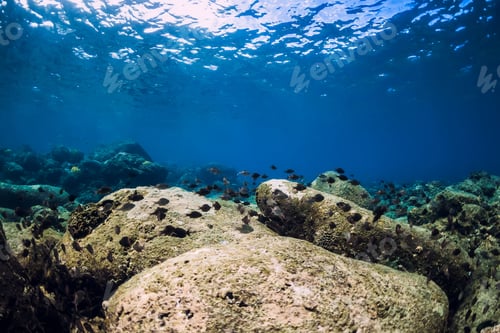Preview: Underwater scene with stones bottom and tropical fish.
