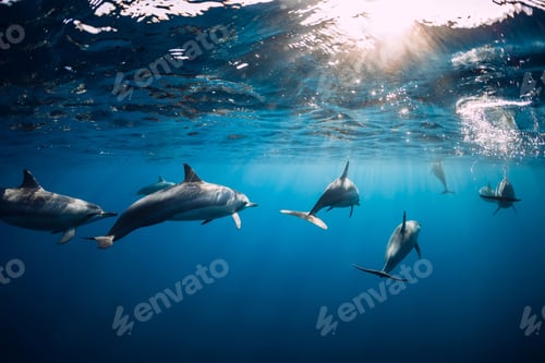 Preview: Dolphins swimming underwater in ocean at Mauritius