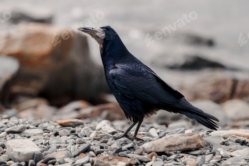 Preview: Black rook on pebbled shore, wildlife portrait in natural light.
