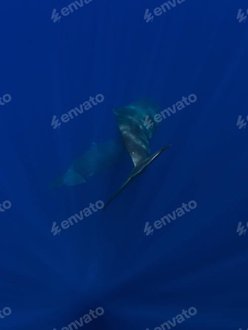 Preview: Tails of sperm whales in deep blue ocean