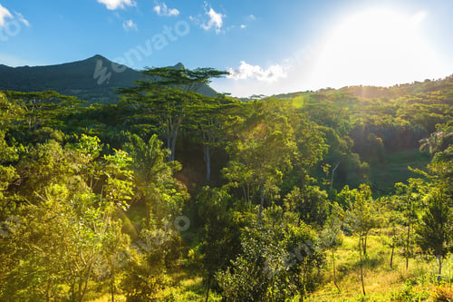 Preview: Forest with tree crowns and mountain in sunny day at Mauritius