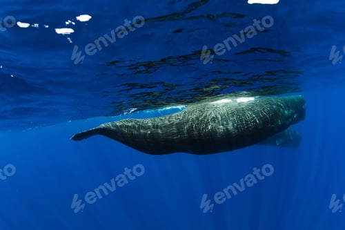 Preview: Amazing sperm whales swimming near Mauritius.