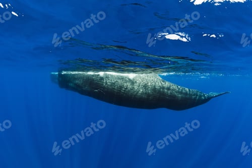 Preview: Sperm whales swim in blue ocean Mauritius.
