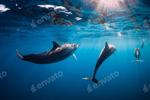 Preview: Spinner dolphins underwater in blue ocean with light
