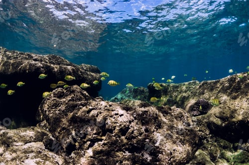 Preview: Underwater scene with stones on bottom and tropical fishes.