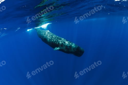 Preview: Sperm whale swim in Indian ocean, Mauritius.