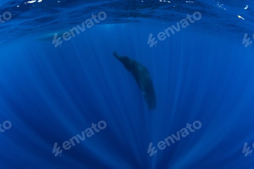 Preview: Sperm whales underwater in blue deep ocean in Mauritius.
