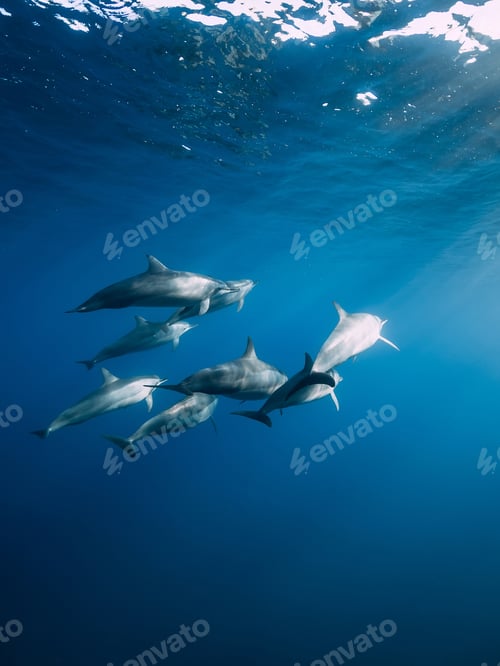 Preview: Family of Spinner dolphins in tropical ocean with sunlight. Dolphins swim in underwater