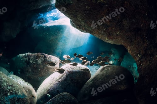 Preview: Underwater scene with school of fish, stones and sun rays in sea