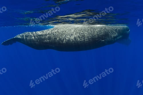 Preview: Sperm whale in the blue ocean. Underwater view