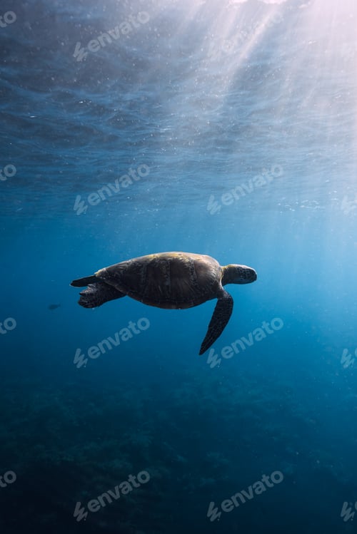 Preview: Sea turtle glides in blue ocean water. Turtle swimming underwater