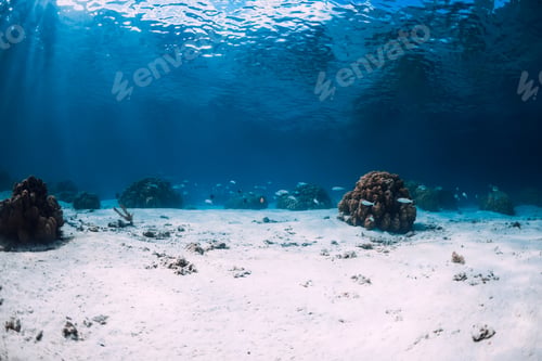 Preview: Underwater view with sand and corals in Hawaii