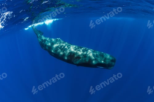 Preview: Sperm whale swim in Indian ocean, Mauritius.