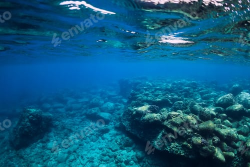 Preview: Tranquil underwater scene with copy space. Tropical transparent sea