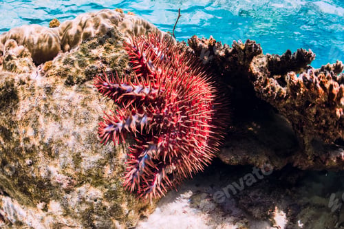 Preview: Underwater view with red starfish and corals in blue sea