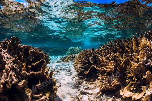 Preview: Corals and fish in blue ocean, tropical underwater sea