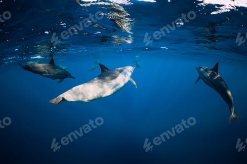 Preview: Spinner dolphins swimming underwater in ocean. Water mammal