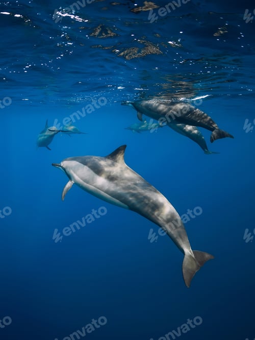 Preview: Family of Spinner dolphins in tropical ocean with sunlight. Dolphins in underwater