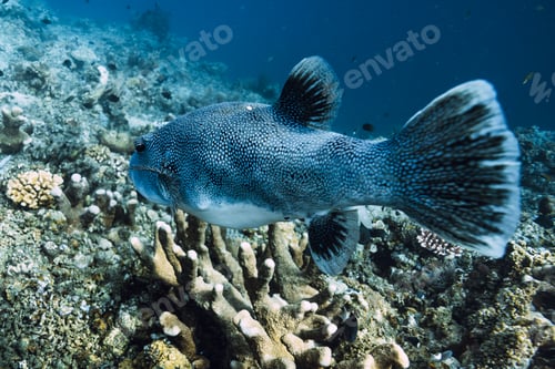 Preview: Pufferfish close up swimming over coral reef in tropical sea