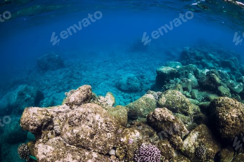 Preview: Tranquil underwater scene. Tropical blue ocean