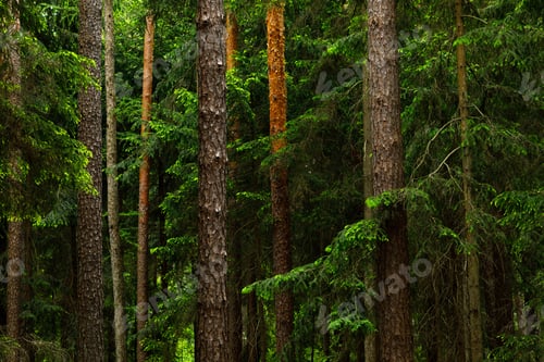 Preview: Forest in Fairytale Woodland – Pine and Spruce Summer Landscape Background