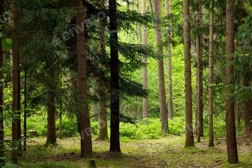 Preview: Forest Path in Fairytale Woodland – Moody Mossy Pine and Spruce Summer Landscape Background